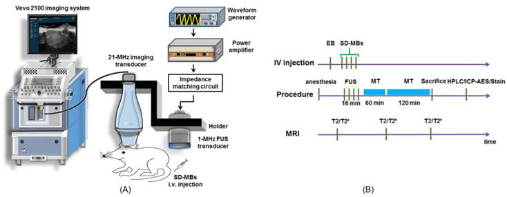 Theranostics Image