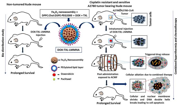 Theranostics Image