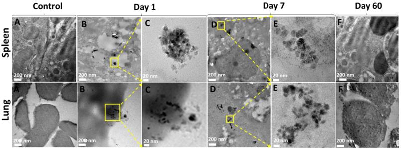 Theranostics Image