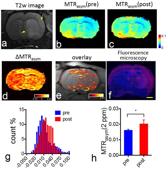 Theranostics Image