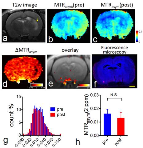 Theranostics Image