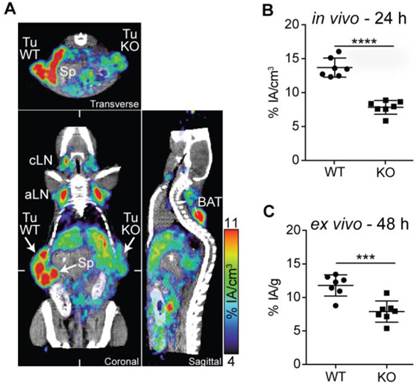 Theranostics Image