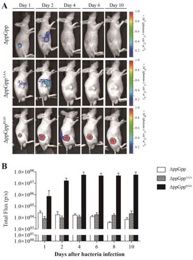 Theranostics Image