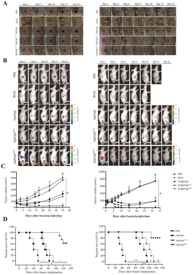 Theranostics Image