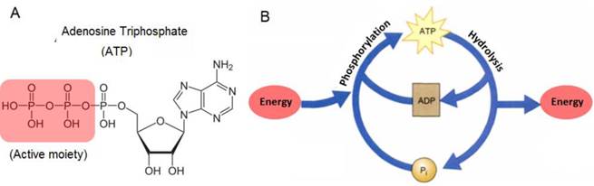 Theranostics Image