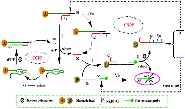 Theranostics Image