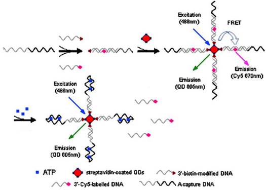 Theranostics Image