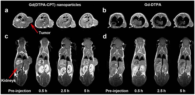 Theranostics Image