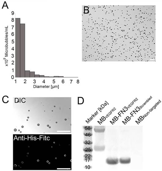 Theranostics Image