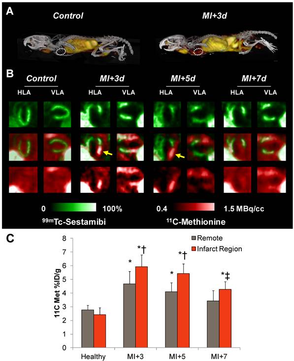 Theranostics Image