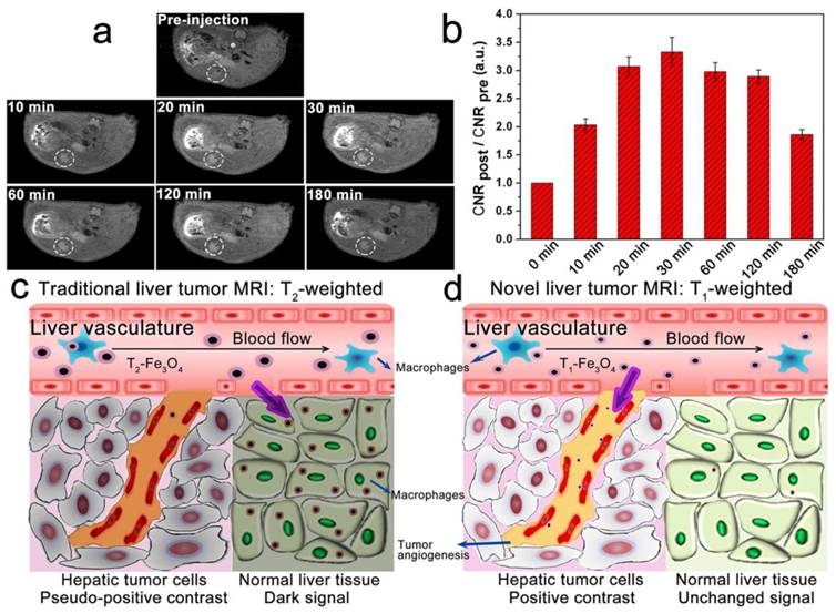 Theranostics Image