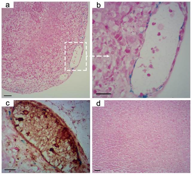 Theranostics Image