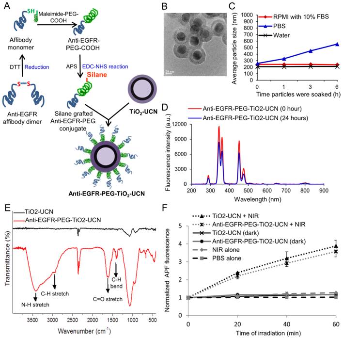 Theranostics Image