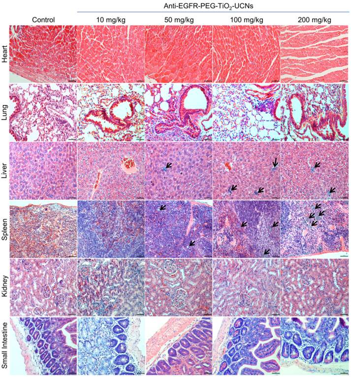 Theranostics Image