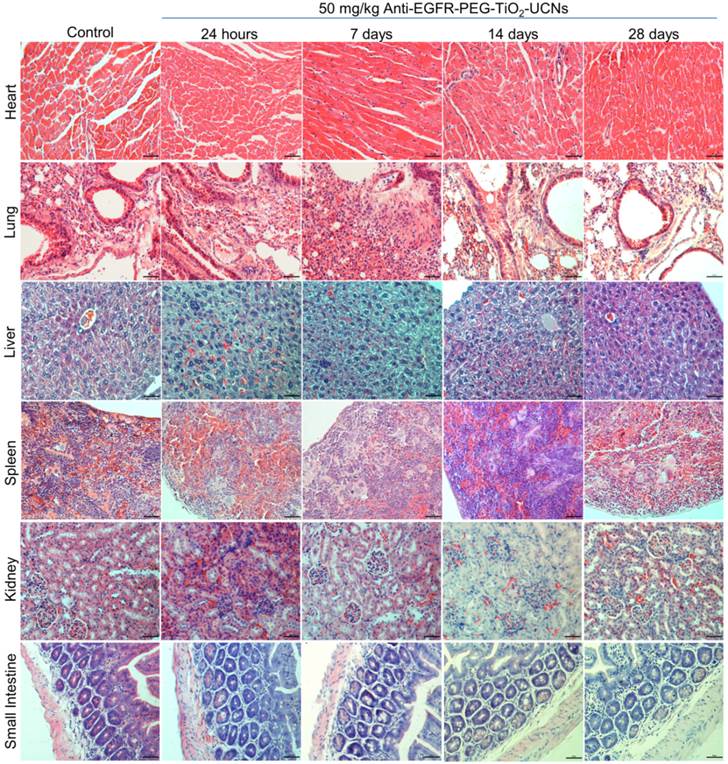 Theranostics Image