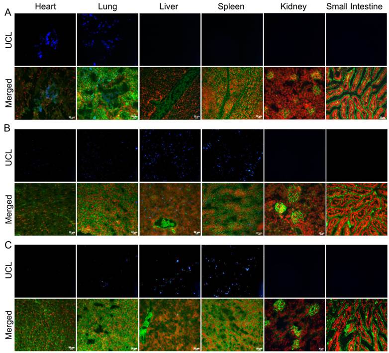 Theranostics Image