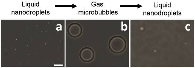 Theranostics Image