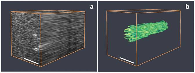 Theranostics Image