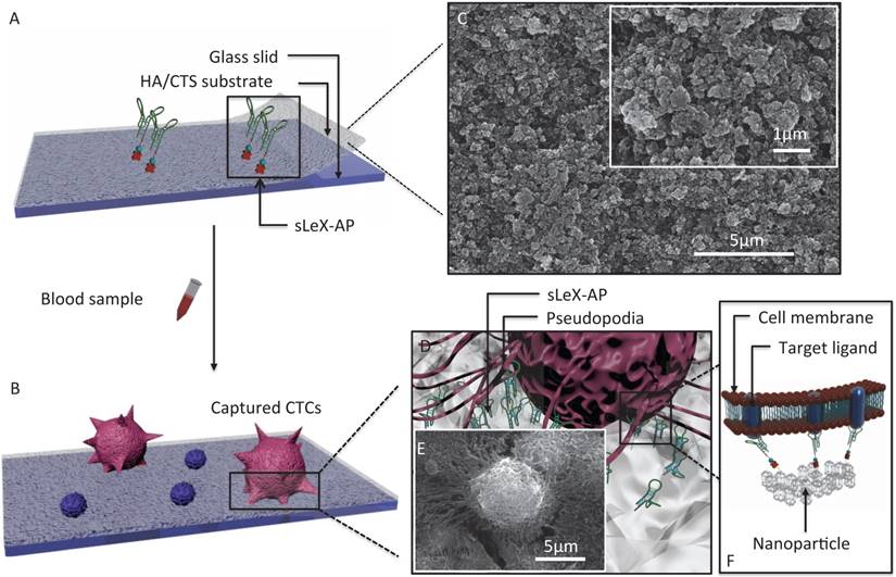 Theranostics Image