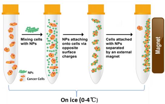 Theranostics Image