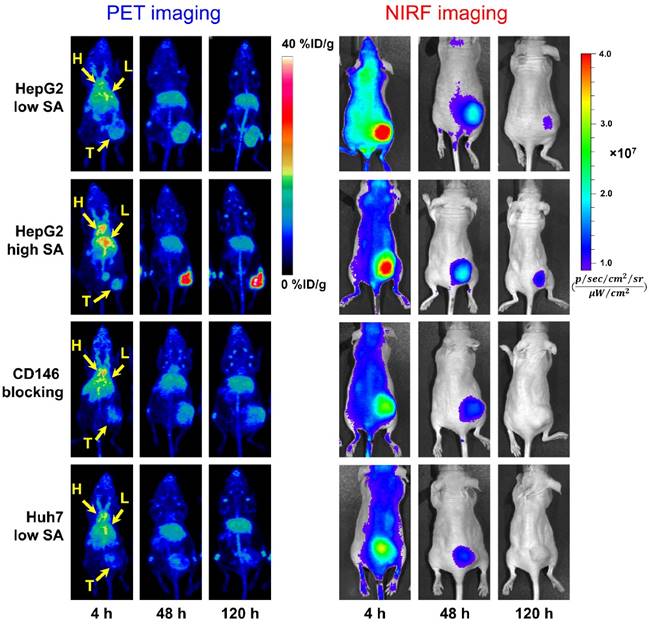 Theranostics Image