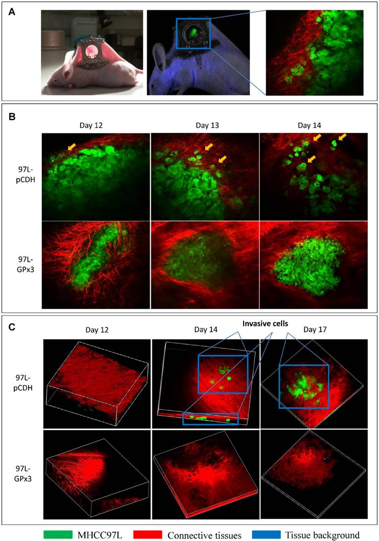 Theranostics Image