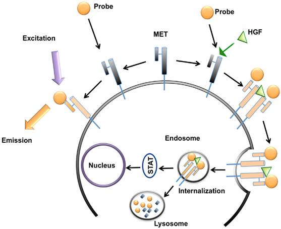 Theranostics Image