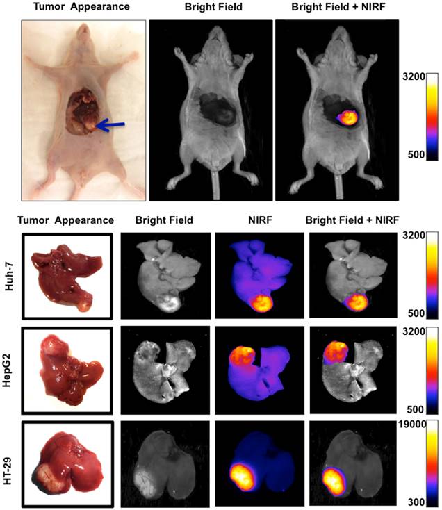 Theranostics Image