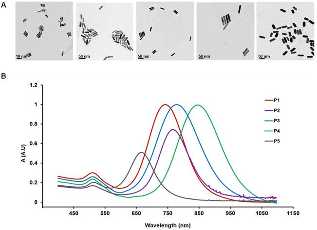 Theranostics Image