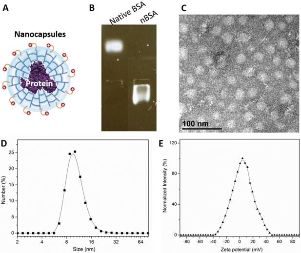 Theranostics Image