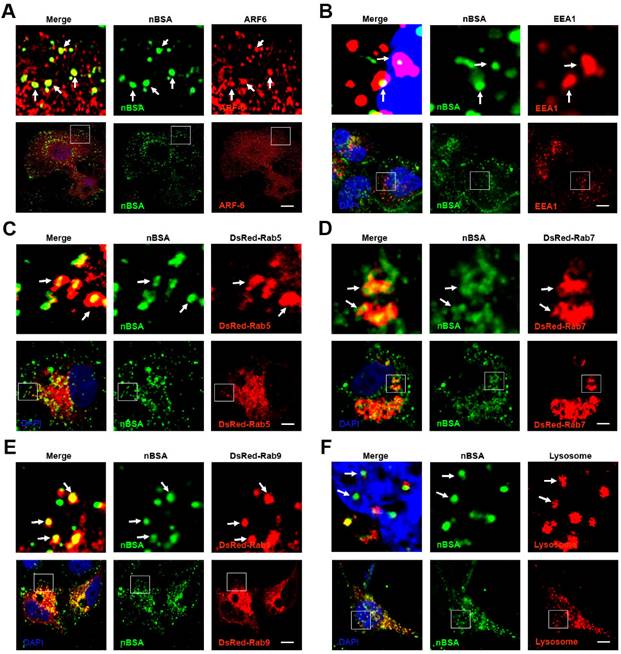 Theranostics Image