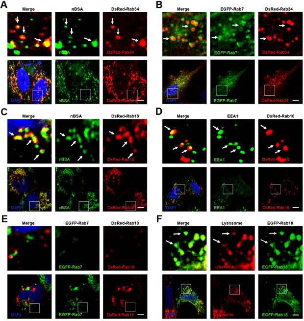 Theranostics Image