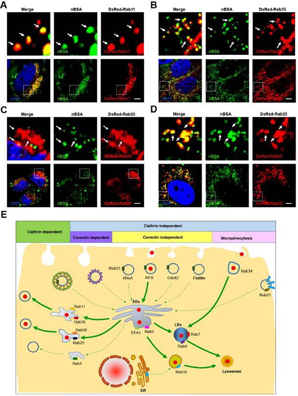 Theranostics Image