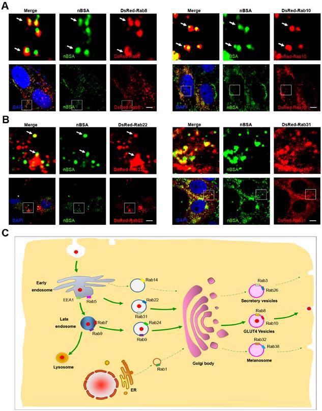 Theranostics Image