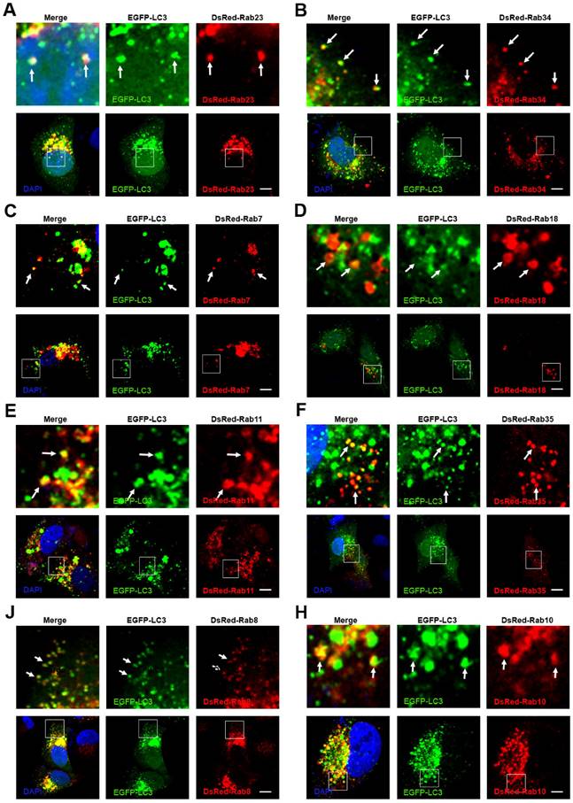 Theranostics Image