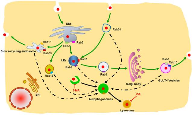 Theranostics Image