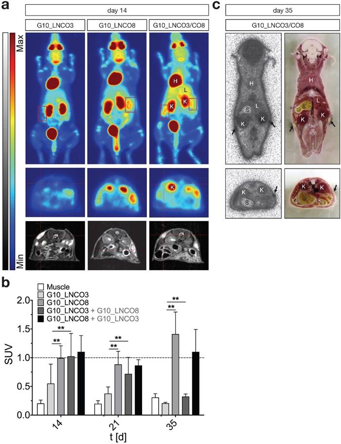 Theranostics Image