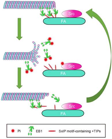 Theranostics Image