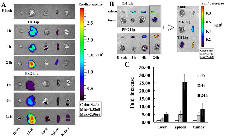 Theranostics Image