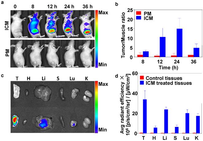 Theranostics Image