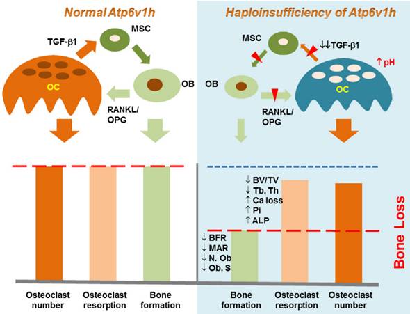 Theranostics Image