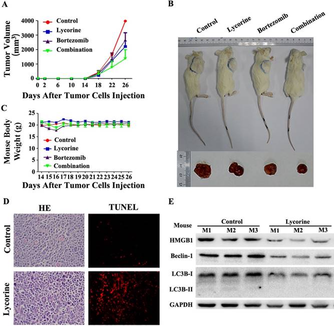 Theranostics Image