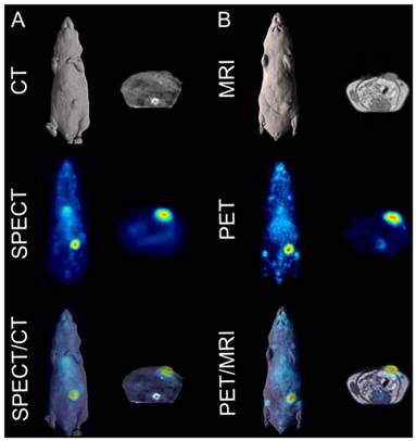 Theranostics Image