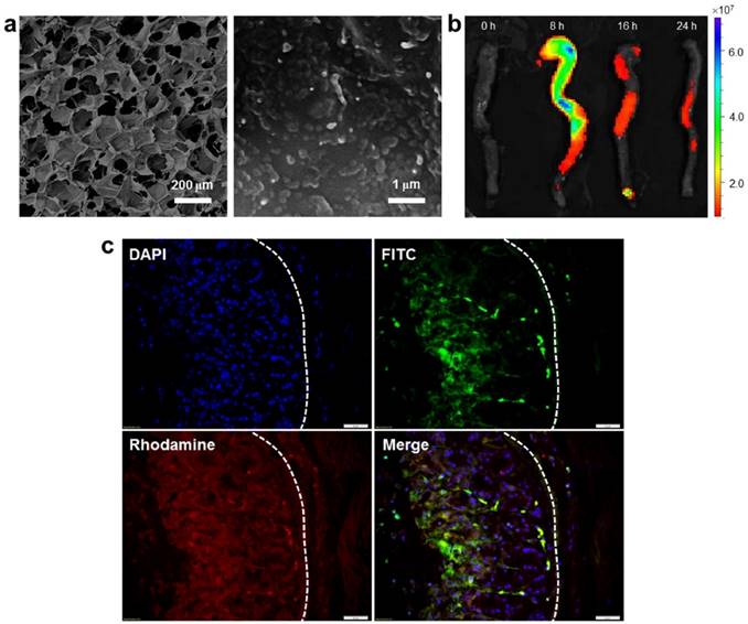 Theranostics Image