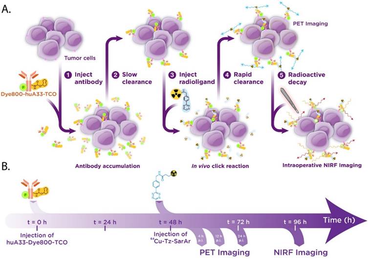 Theranostics Image