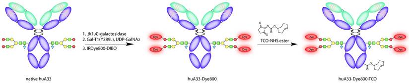 Theranostics Image