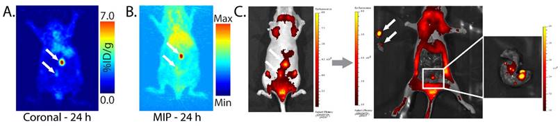 Theranostics Image