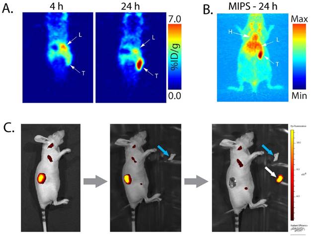 Theranostics Image