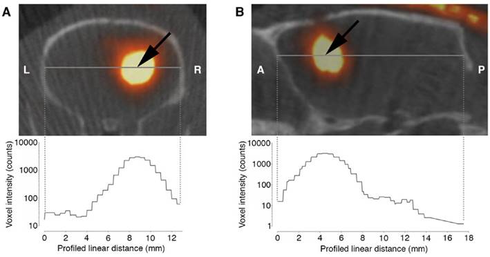 Theranostics Image