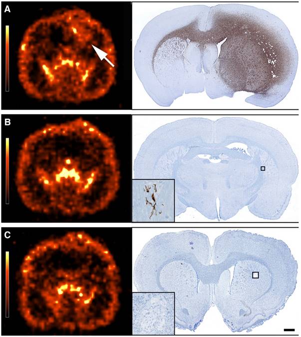 Theranostics Image